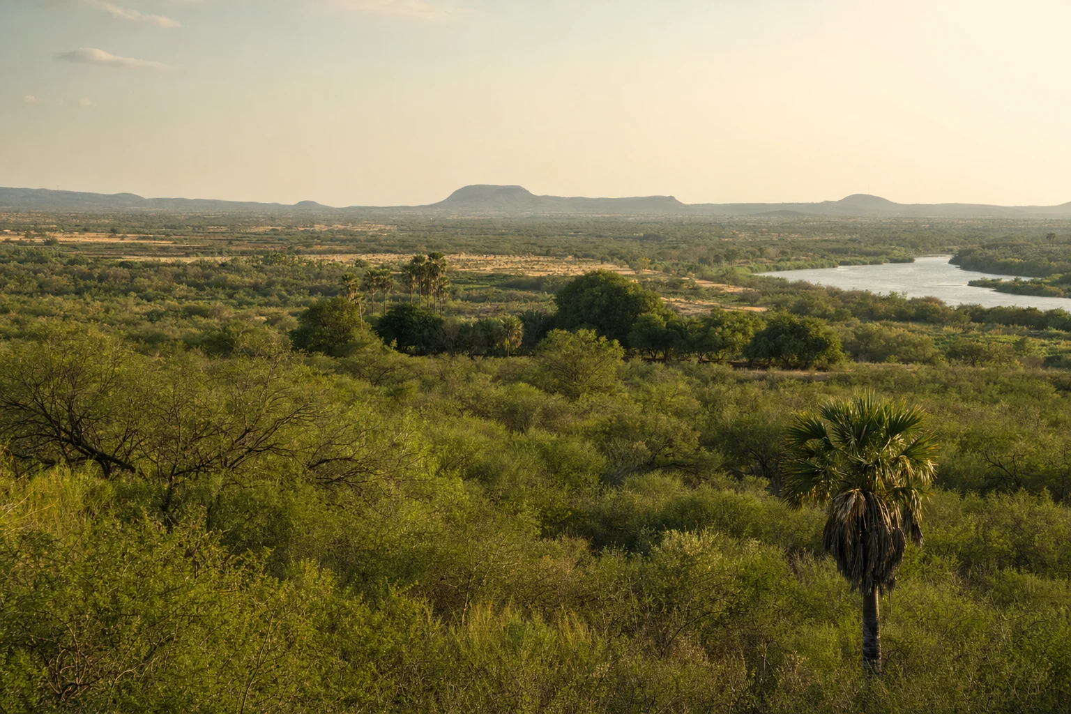 South Texas Rio Grande Valley landscape with mesquite and palms